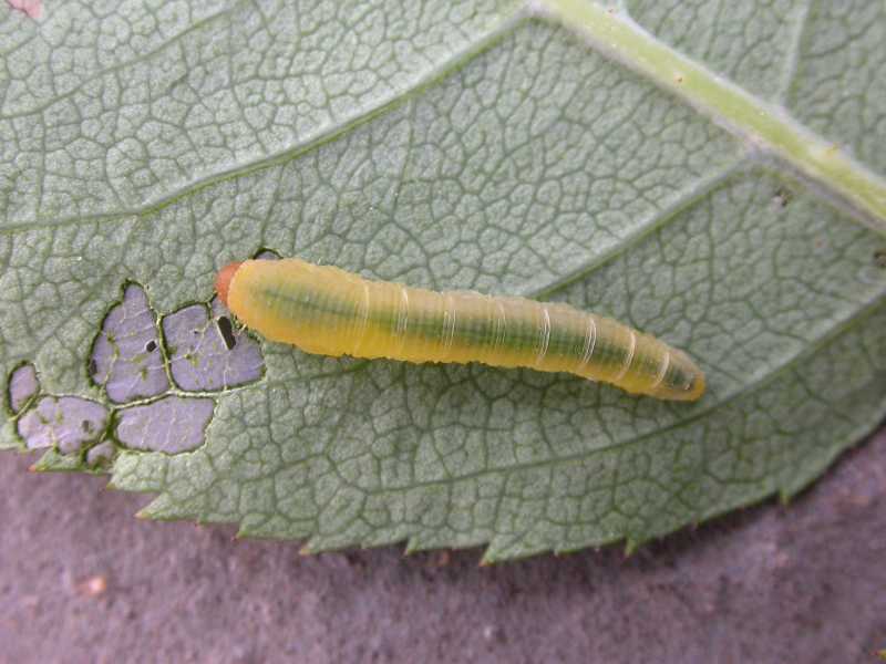 Rose and pear slugs (sawflies)